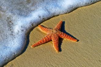 Seastar